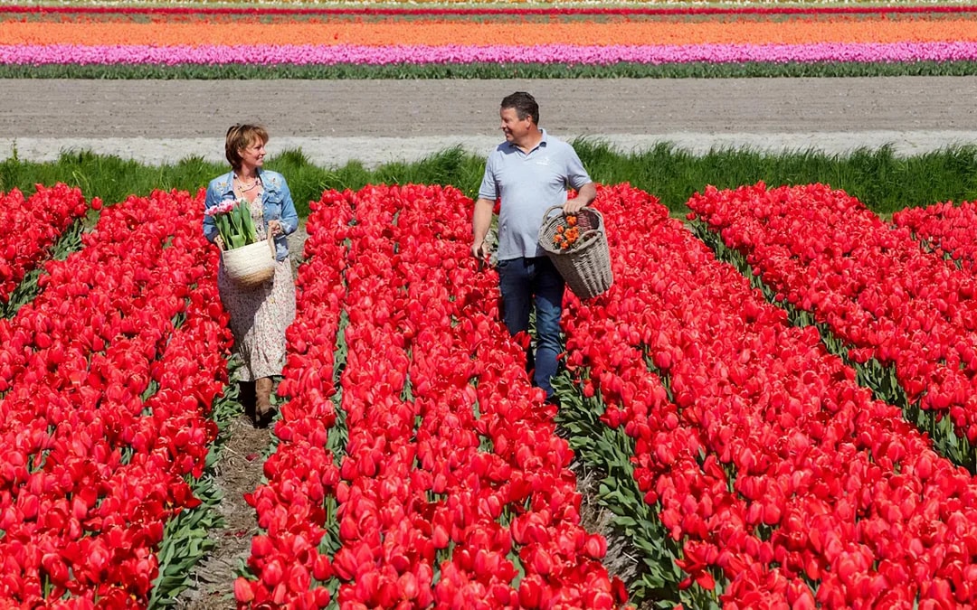 From Amsterdam: Keukenhof & Tulip Farm Full-Day Trip with Windmill Cruise Image 6