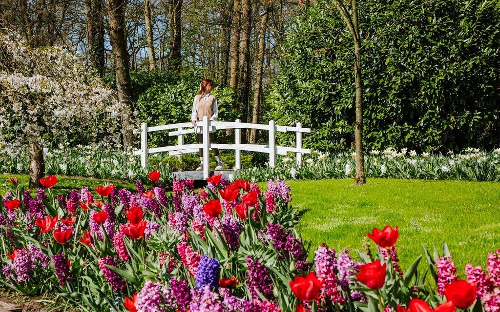 From Amsterdam: Keukenhof & Tulip Farm Full-Day Trip with Windmill Cruise Image 9