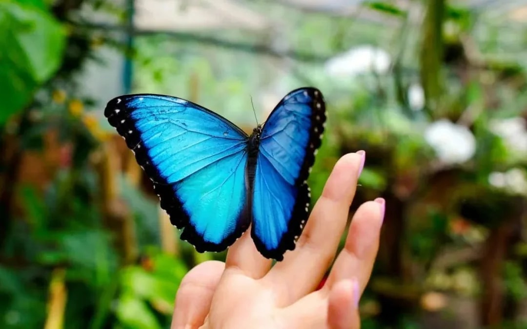 The Butterfly Gardens Abu Dhabi Entry Ticket Image 4