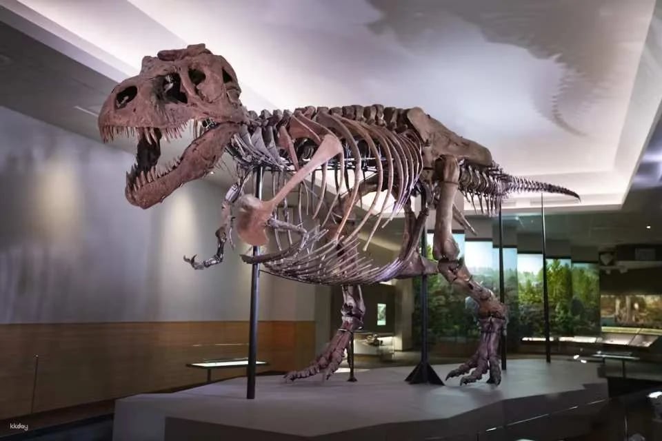 The Field Museum of Natural History |  Chicago