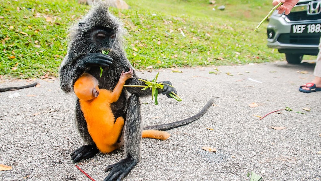 Langur monkey with baby eating leaves on roadside during Kuala Lumpur city tour.