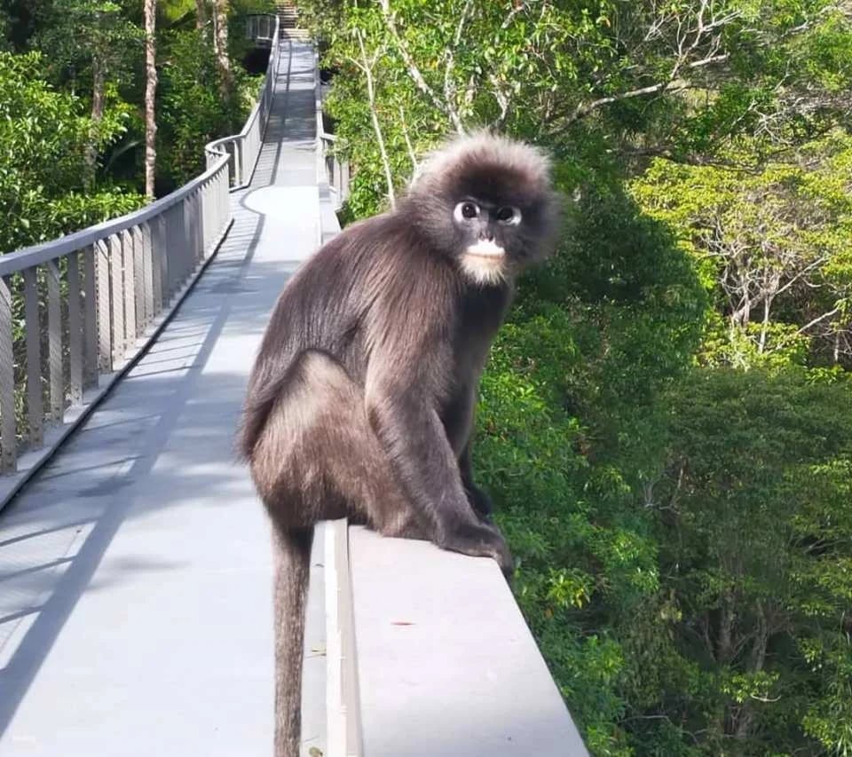 The Habitat Penang Hill Ticket | Malaysia