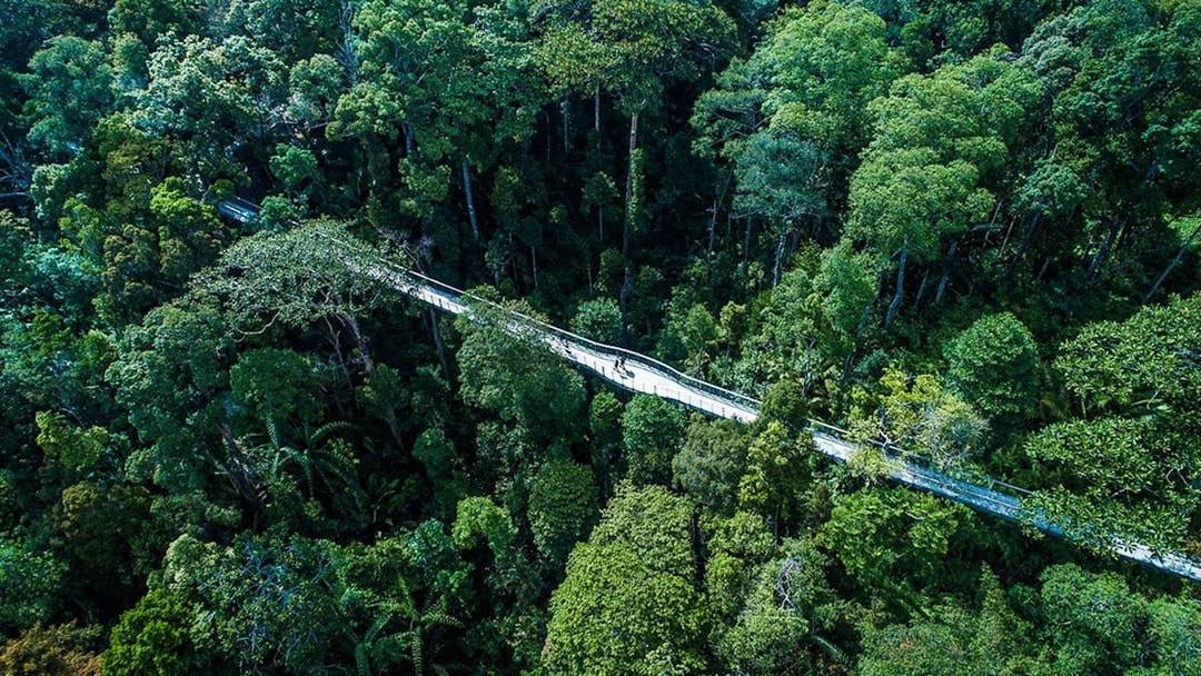 Aerial view of treetop walkway at Habitat Penang Hill, surrounded by lush forest.