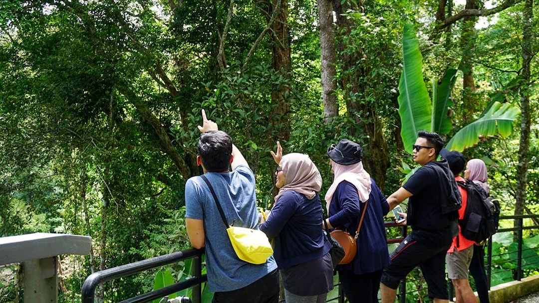 Visitors observing the lush rainforest at Habitat Penang Hill.