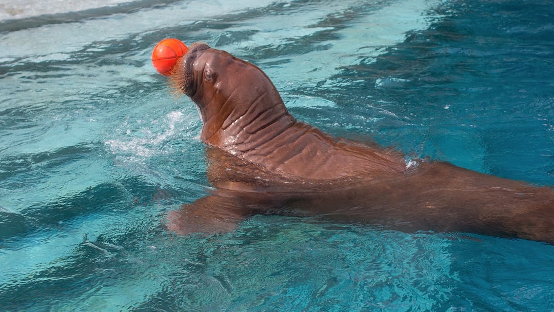 Sea lion playing with a ball at The Land of Legends Theme Park.