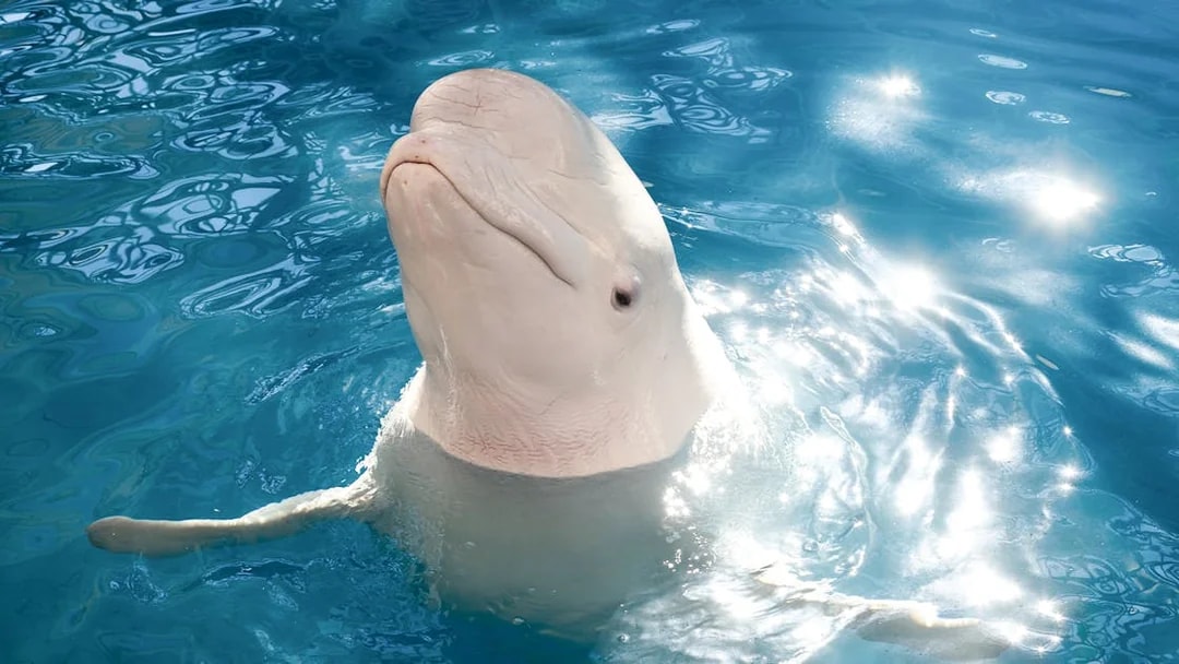Beluga whale swimming at Waterfront Kingdom, Antalya.