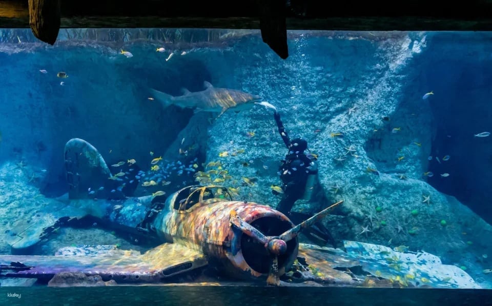 The National Aquarium Abu Dhabi Ticket
