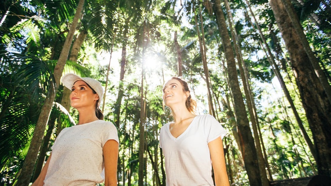 Visitors exploring lush rainforest on Tamborine Mountain tour.