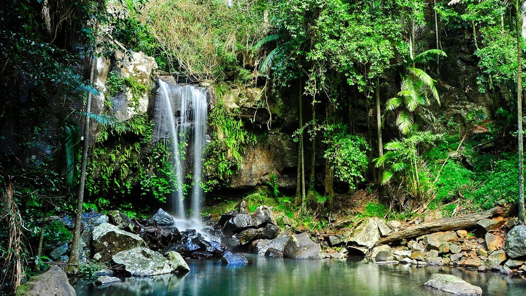 Waterfall surrounded by lush greenery at Tamborine Mountain.