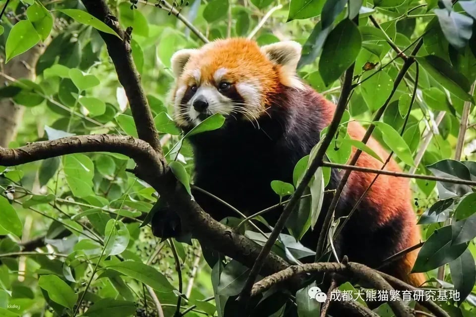 都江堰中華熊貓谷門票（隸屬成都大熊貓繁育基地野放區）