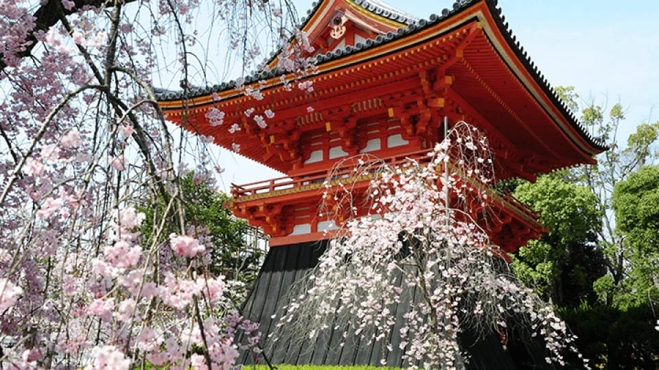 Tickets for the Ninna-ji Temple Omuro Flower Festival & Garden Visit in Kyoto, Japan
