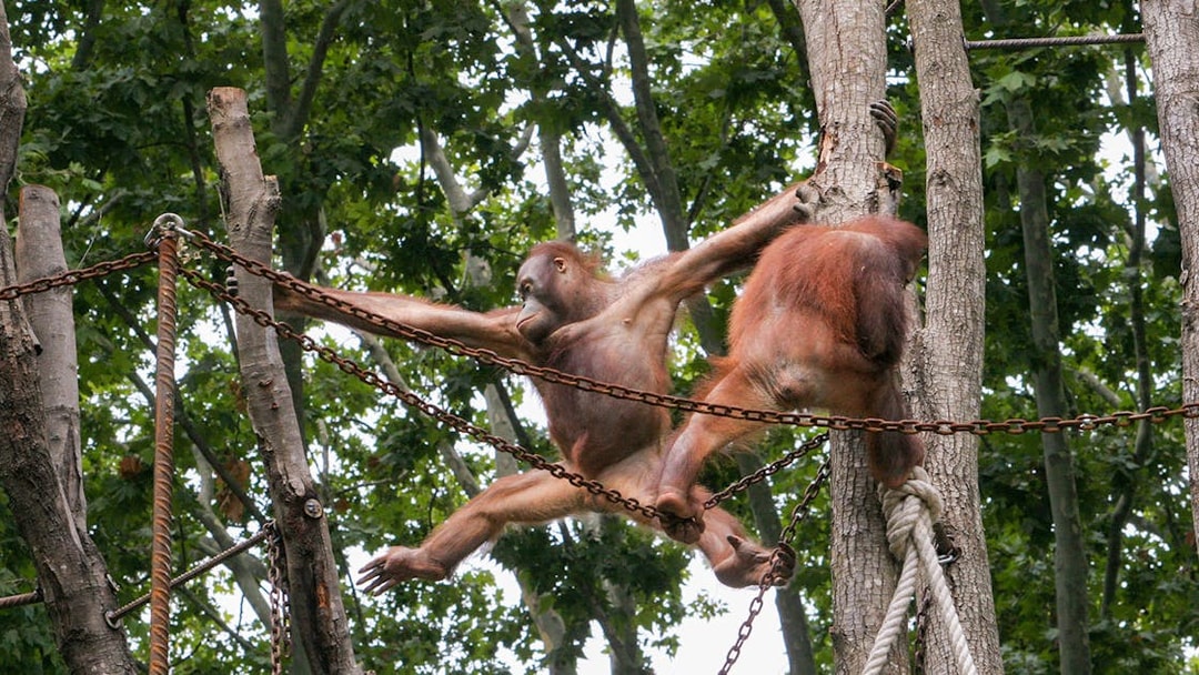 Orangutans climbing ropes and trees at Barcelona Zoo.