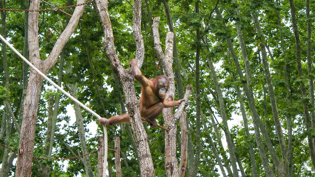 Orangutan climbing trees at Barcelona Zoo.