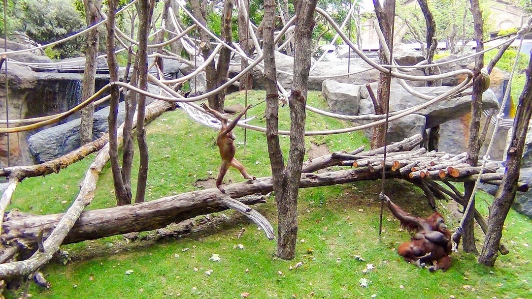 Orangutans playing on ropes and logs at Barcelona Zoo.