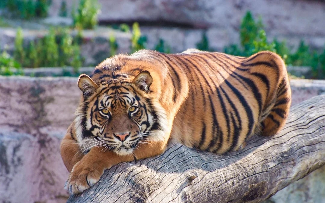 Tickets to Barcelona Zoo Image 1