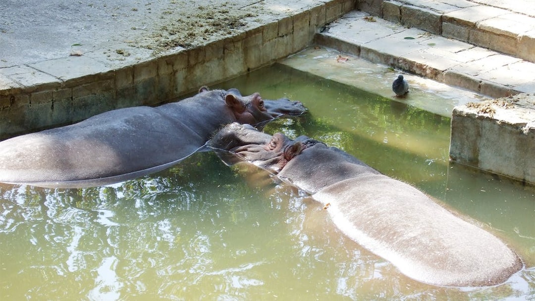 Hippos resting in water at Barcelona Zoo enclosure.