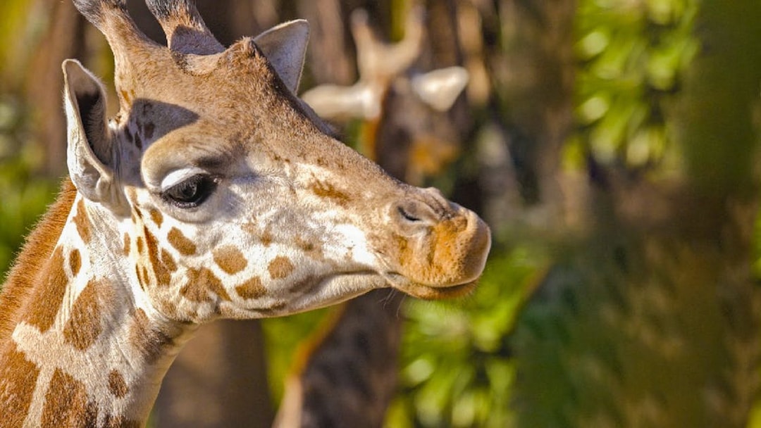 Giraffe at Barcelona Zoo surrounded by greenery.