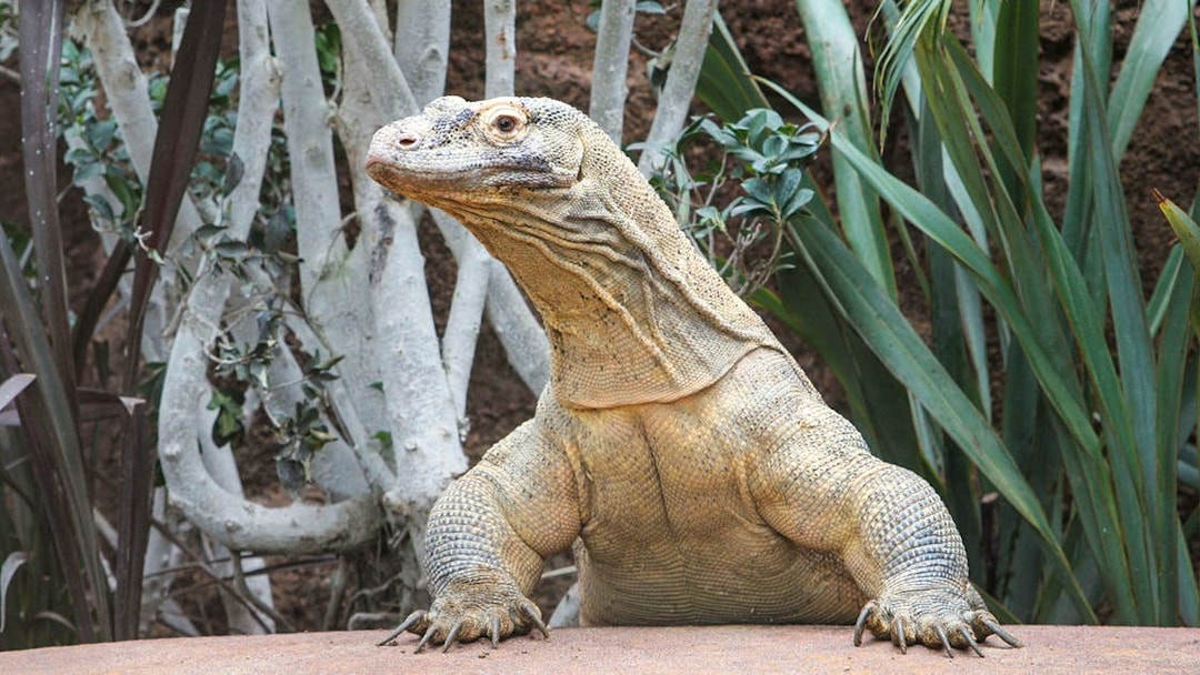 Komodo dragon at Barcelona Zoo surrounded by greenery.