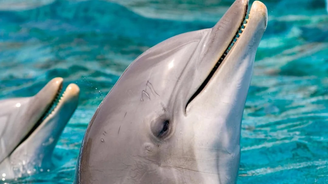 Dolphins swimming at Barcelona Aquarium.