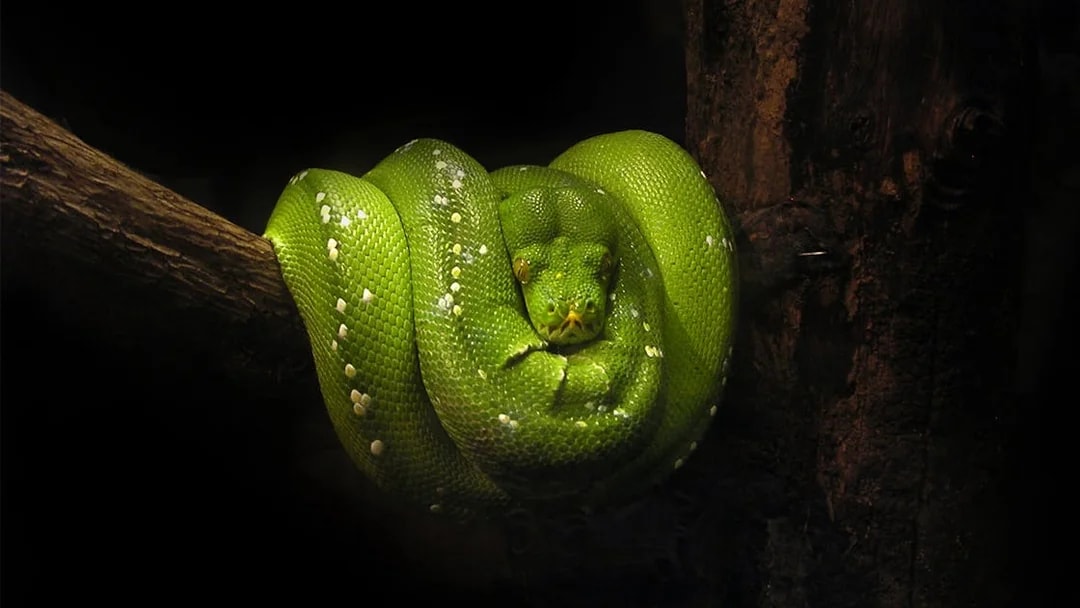 Green tree python coiled on a branch at the aquarium exhibit.