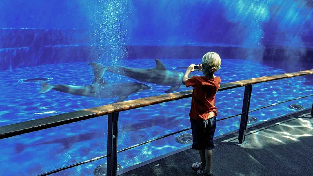 Child taking photo of sharks at Genoa Aquarium.