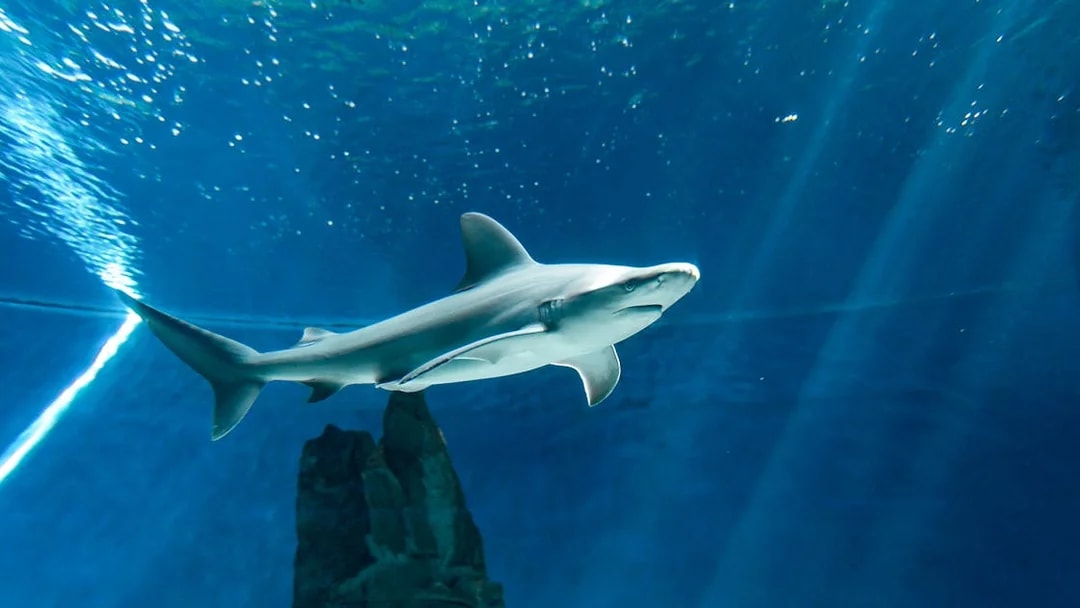 Shark swimming in aquarium tank, part of ticket and lunch tour experience.