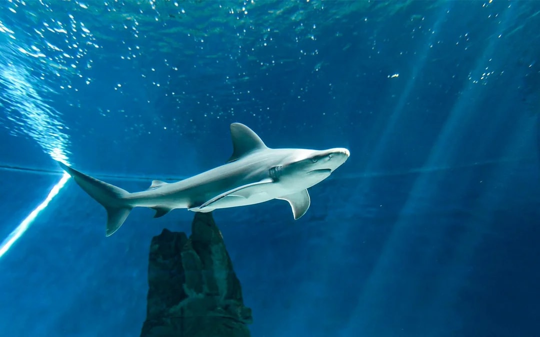 Tickets to Genoa Aquarium with Lunch Image 9