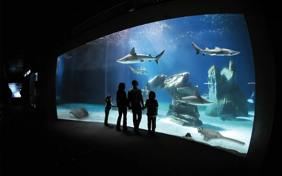 Tickets to Genoa Aquarium with Lunch Image 1
