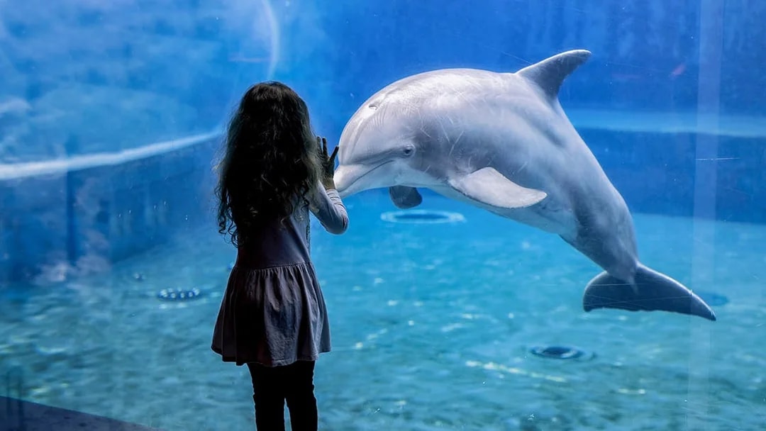 Girl observing dolphin at Genoa Aquarium.