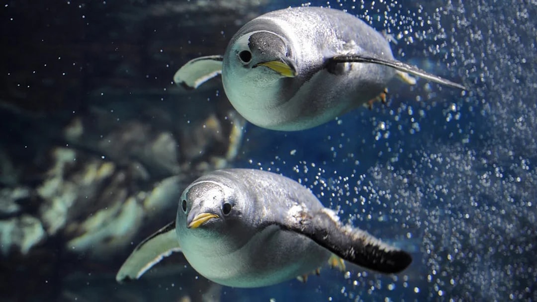 Penguins swimming underwater at Genoa Aquarium.