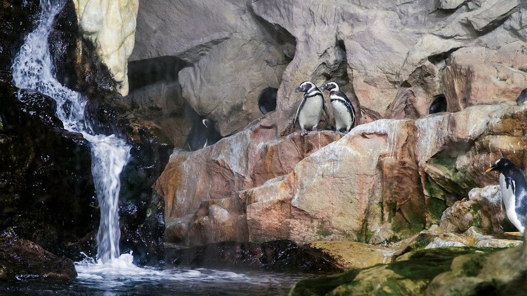 Penguins on rocky ledge near waterfall at Genoa Aquarium.