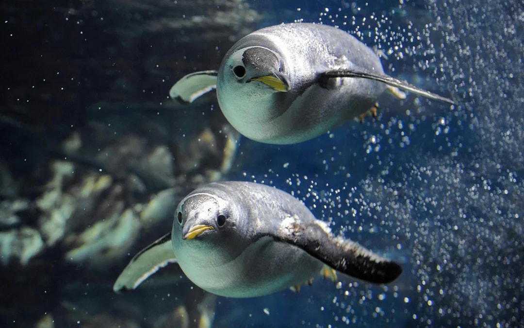 Tickets to Genoa Aquarium with Lunch Image 4