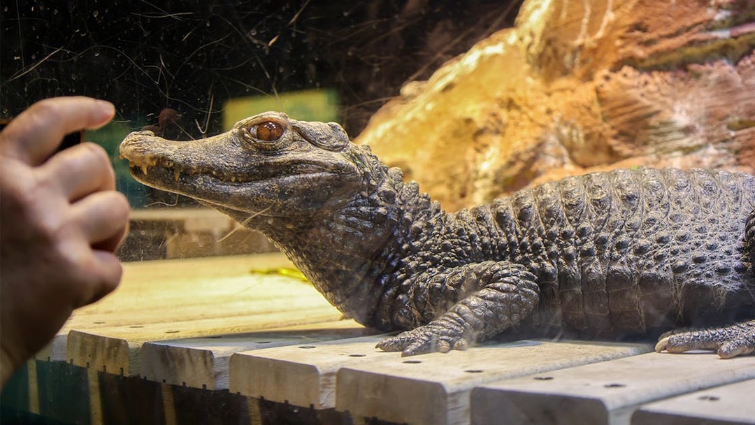 Crocodile in a tank at Genoa Aquarium, Italy, with a visitor taking a photo.