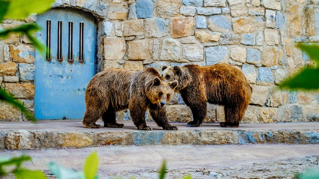 Jardim Zoológico Tickets