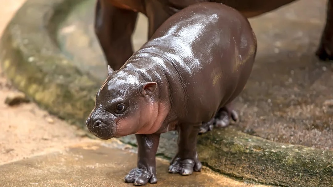 Baby pygmy hippopotamus at Khao Kheow Open Zoo, Thailand.