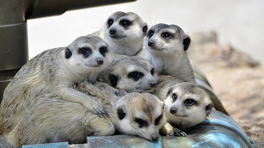Meerkats huddled together at Khao Kheow Open Zoo.