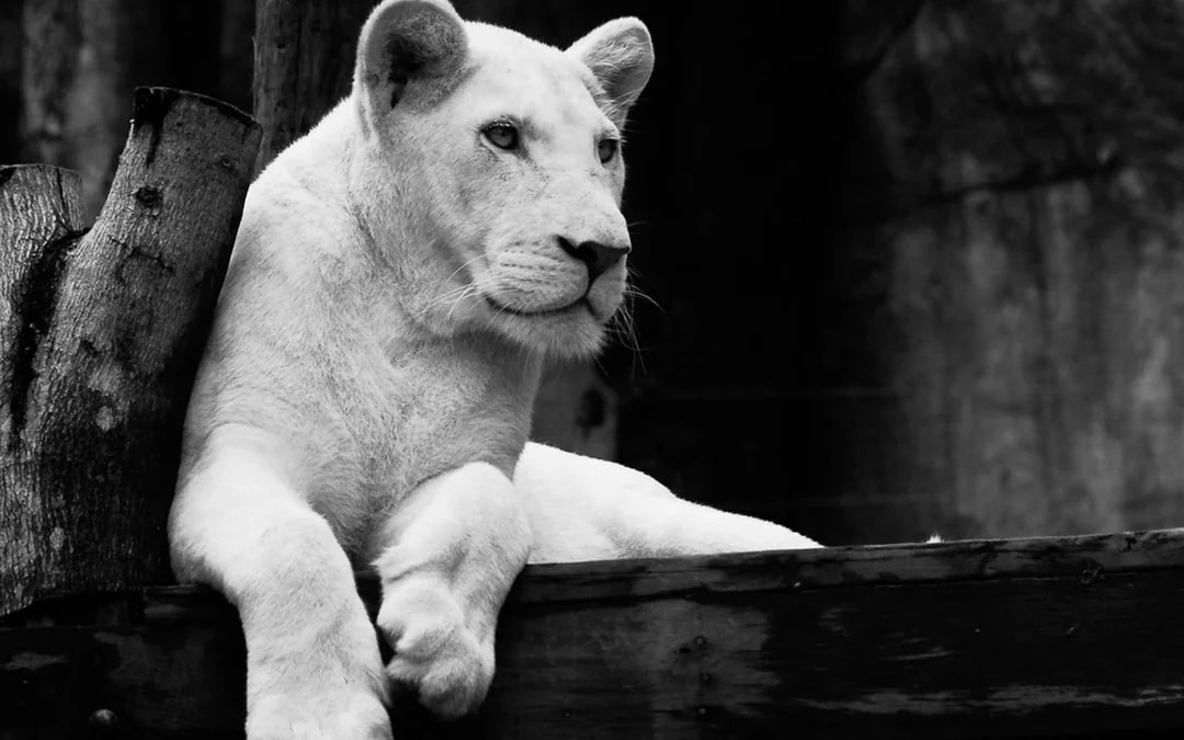 Tickets to Khao Kheow Open Zoo Image 6