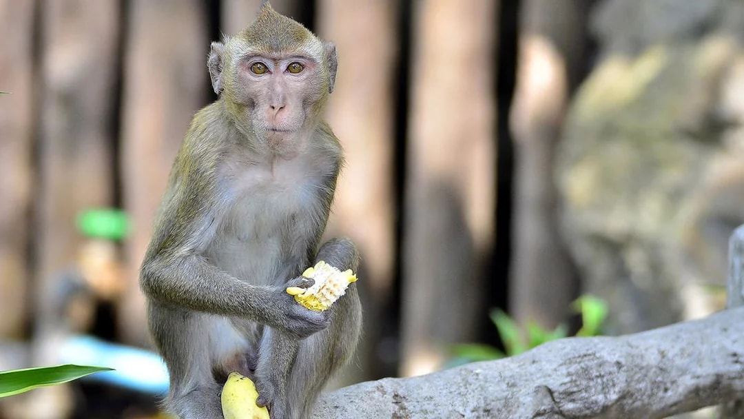 Monkey eating corn at Khao Kheow Open Zoo, Thailand.