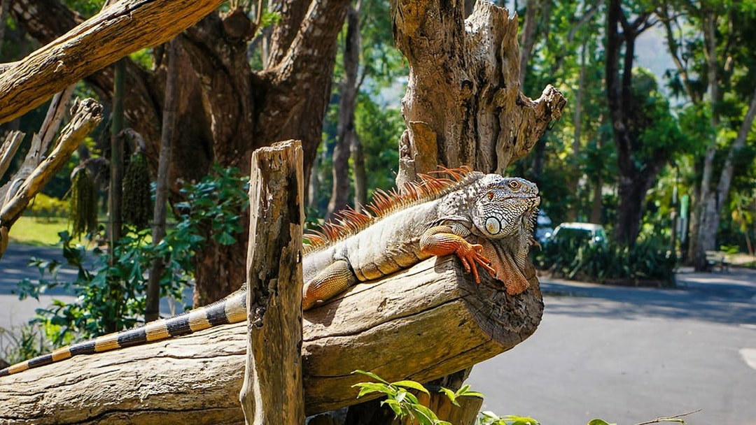 Iguana resting on a tree branch at Khao Kheow Open Zoo, Thailand.