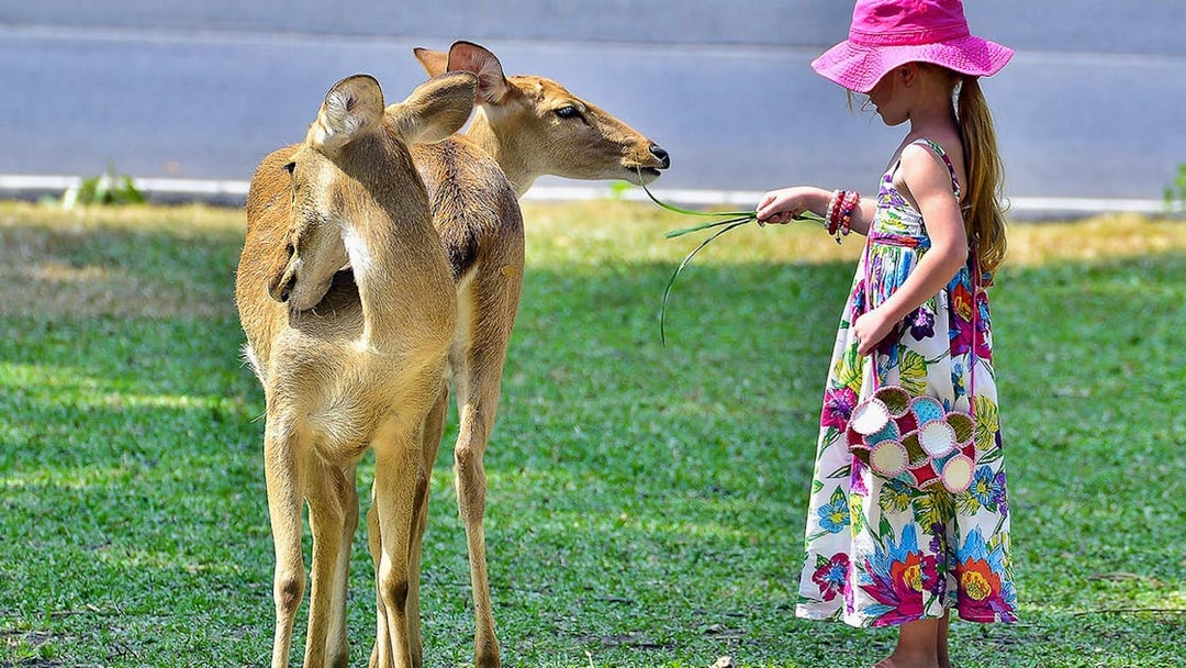 Child feeding deer at Khao Kheow Open Zoo, Thailand.