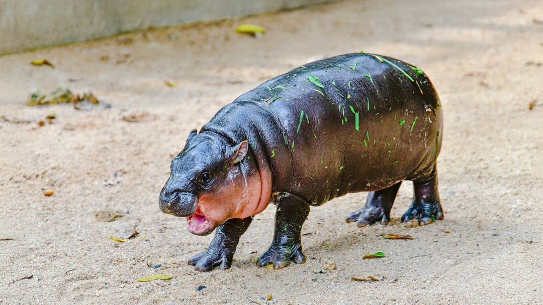 Pygmy hippo walking on sandy ground at Khao Kheow Open Zoo.