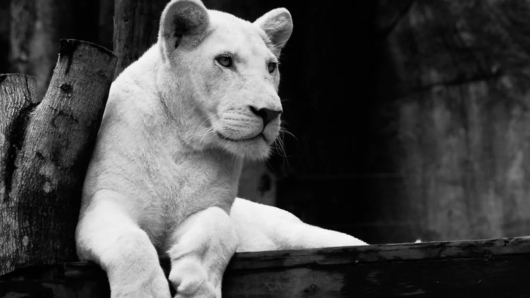 White lion resting on a wooden platform at Khao Kheow Open Zoo.