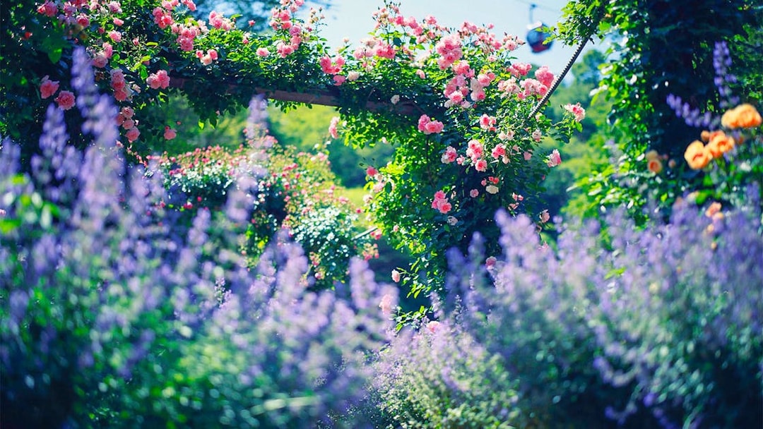 Kobe Nunobiki Herb Gardens with blooming flowers and ropeway in the background.