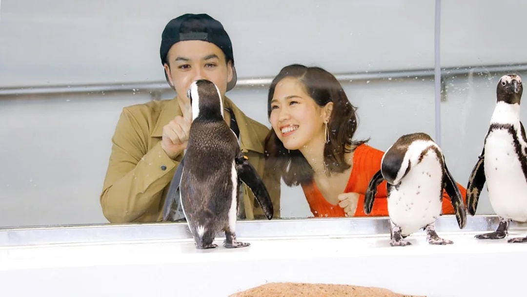 Visitors observing penguins at Kyoto Aquarium.