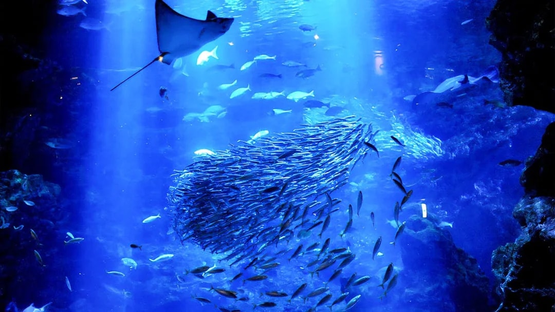 Shoaling fish and stingray swimming in Kyoto Aquarium.