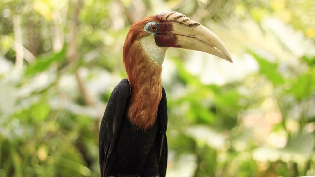 Hornbill bird at Lombok Wildlife Park, Indonesia.