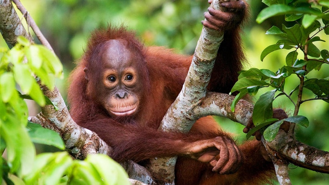 Orangutan resting in a tree at Lombok Wildlife Park.