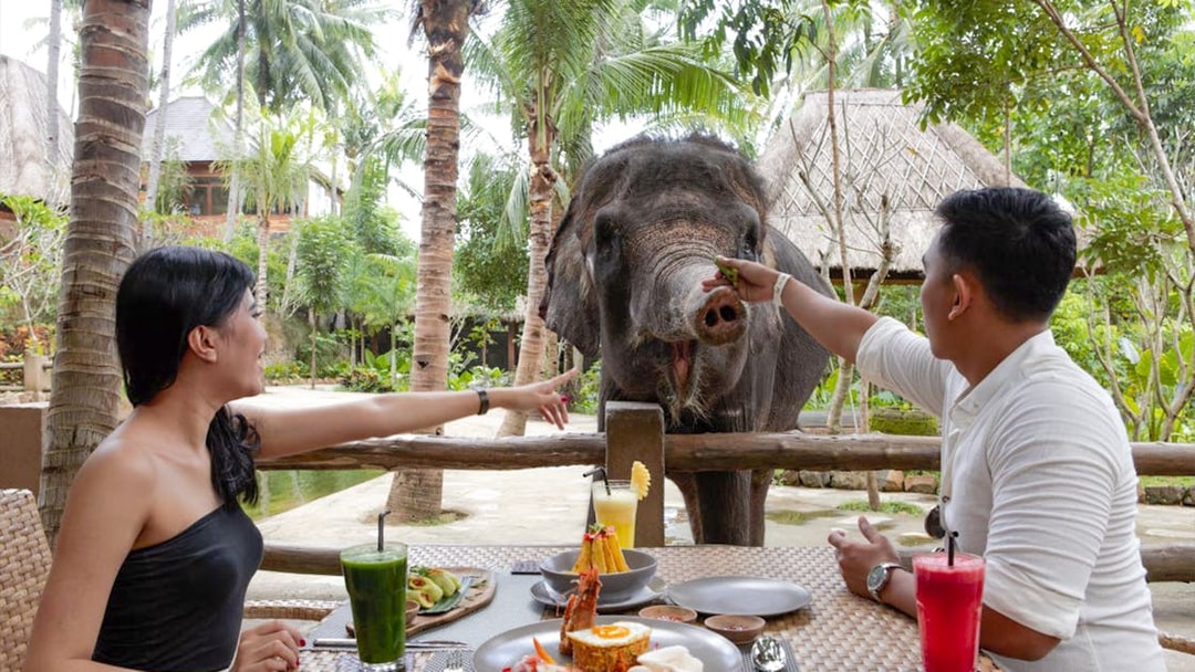 Guests feeding an elephant at Lombok Wildlife Park dining area.