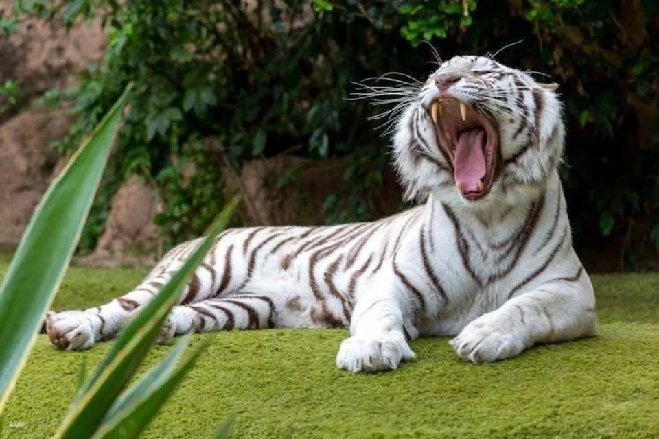 Tickets to Loro Parque in Tenerife