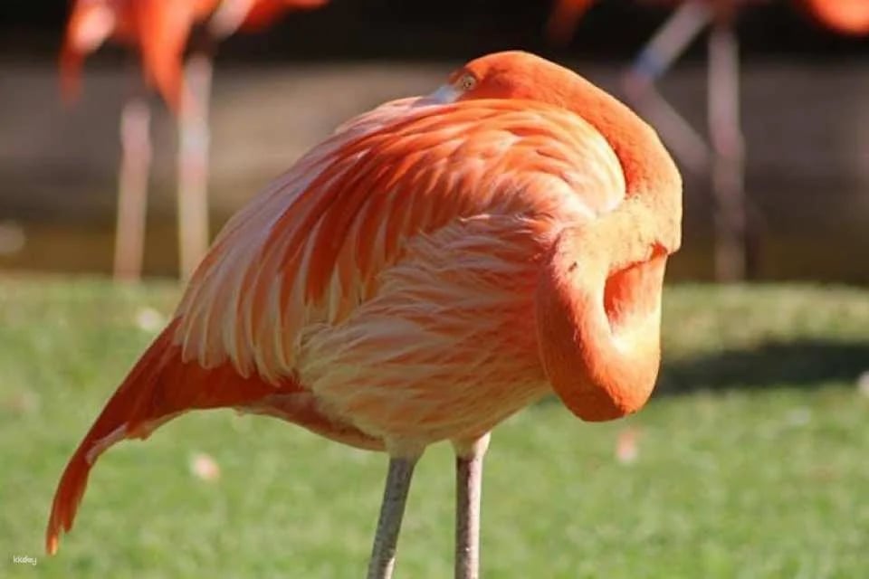 Tickets to Loro Parque in Tenerife